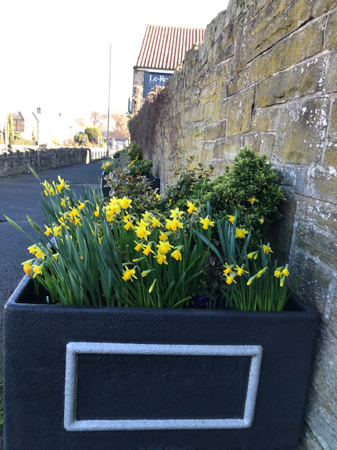 daffodils in a pot